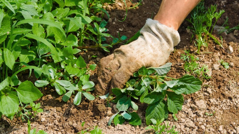 pulling weeds