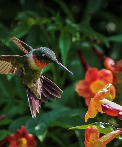 Hummingbird with crossvine