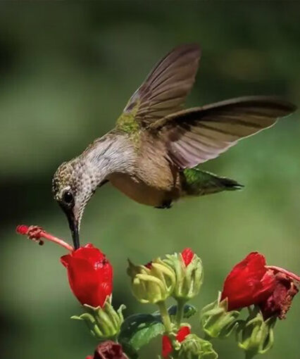 Hummingbird with turks cap