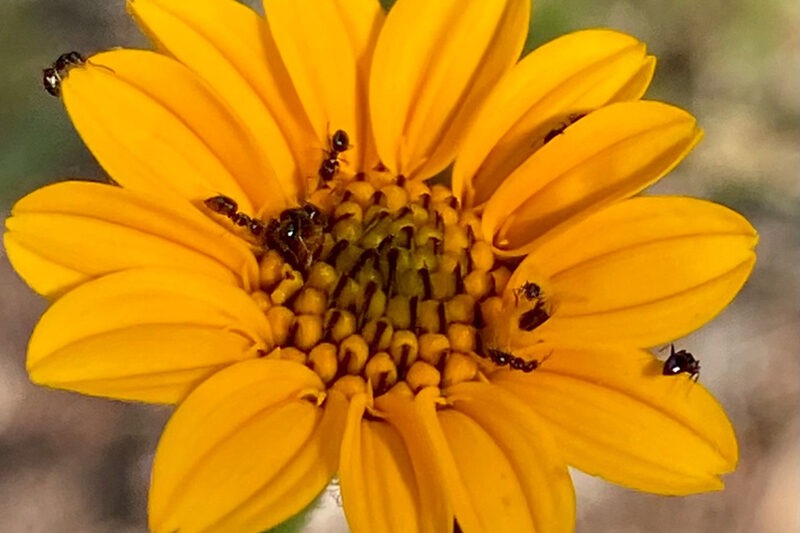 Ants on zexmenia flower