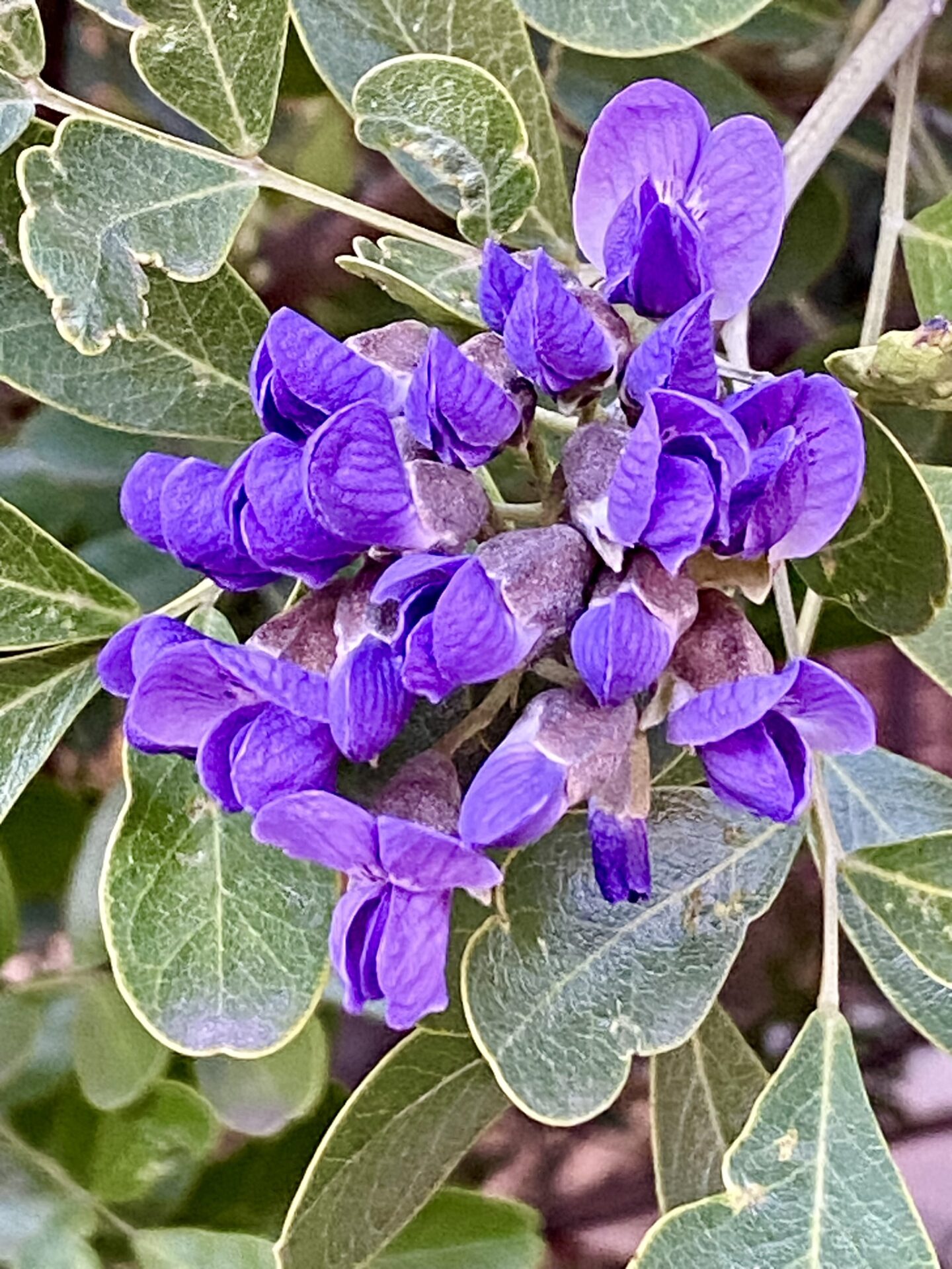 Texas Mountain Laurel