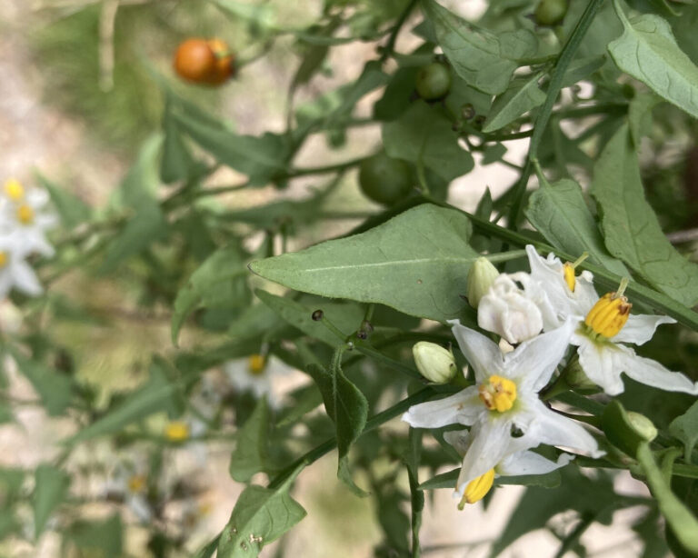 Texas nightshade Solanum triquetum closeup