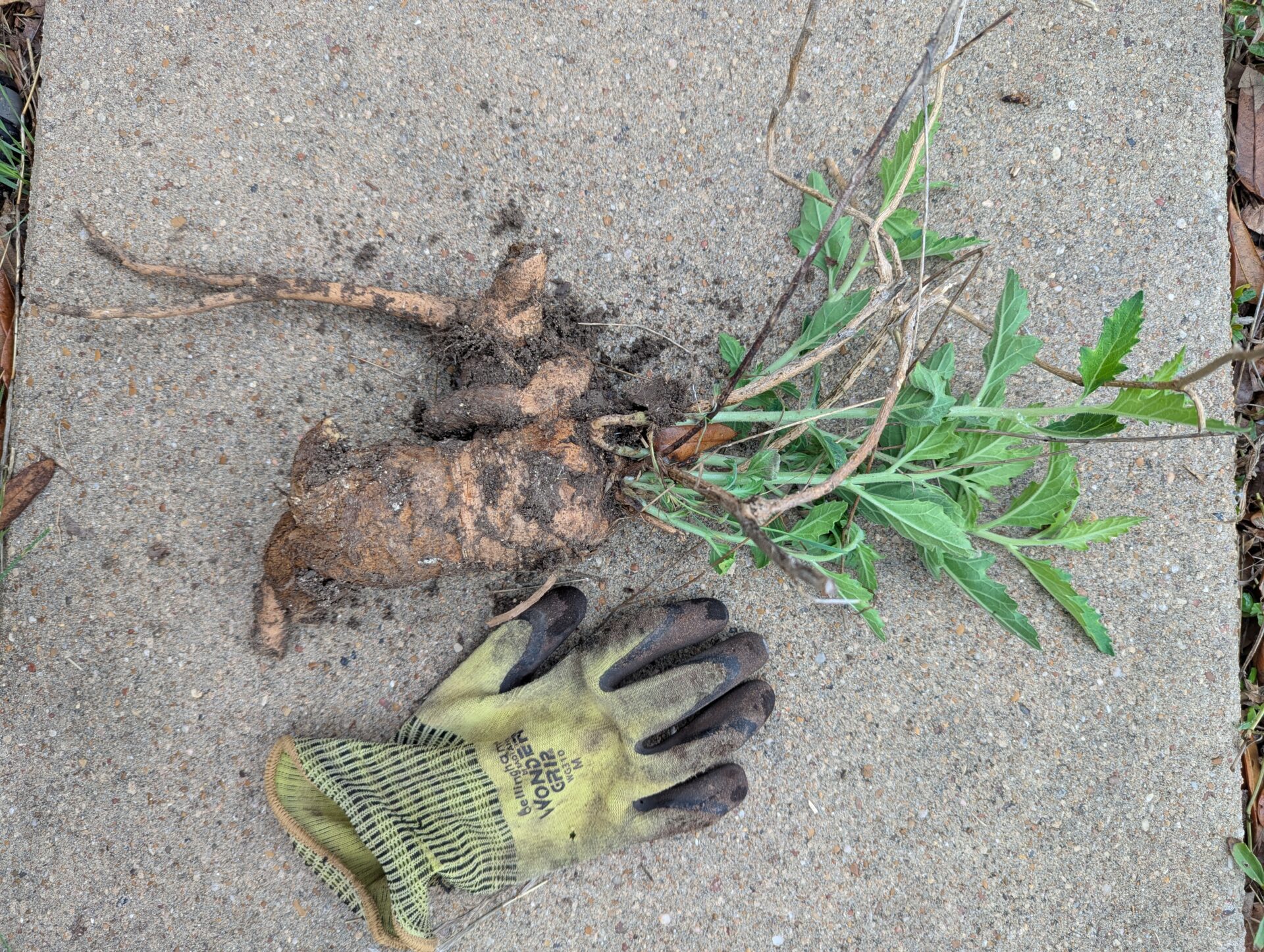 Simsia calva roots