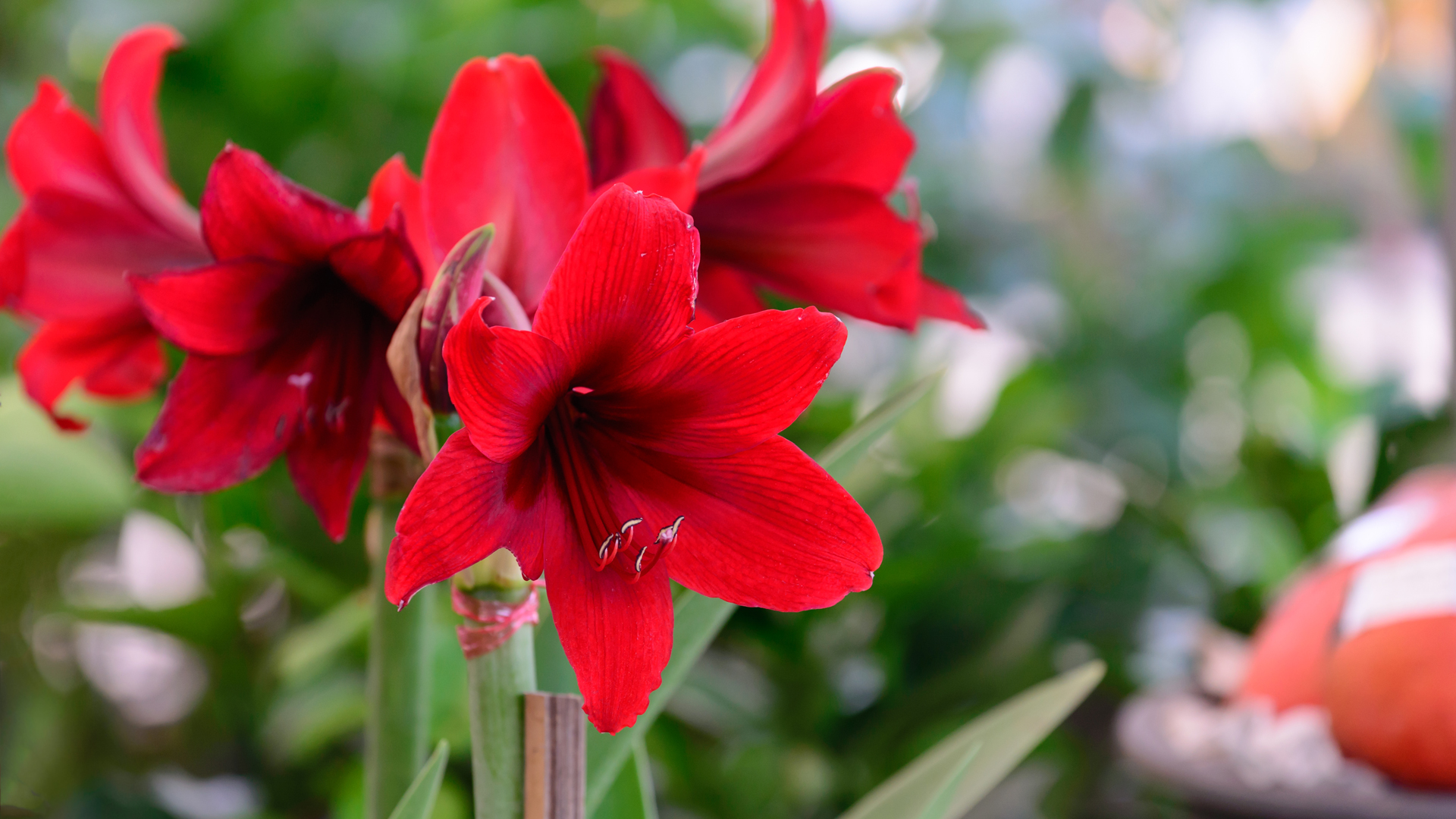 amaryllis flowers