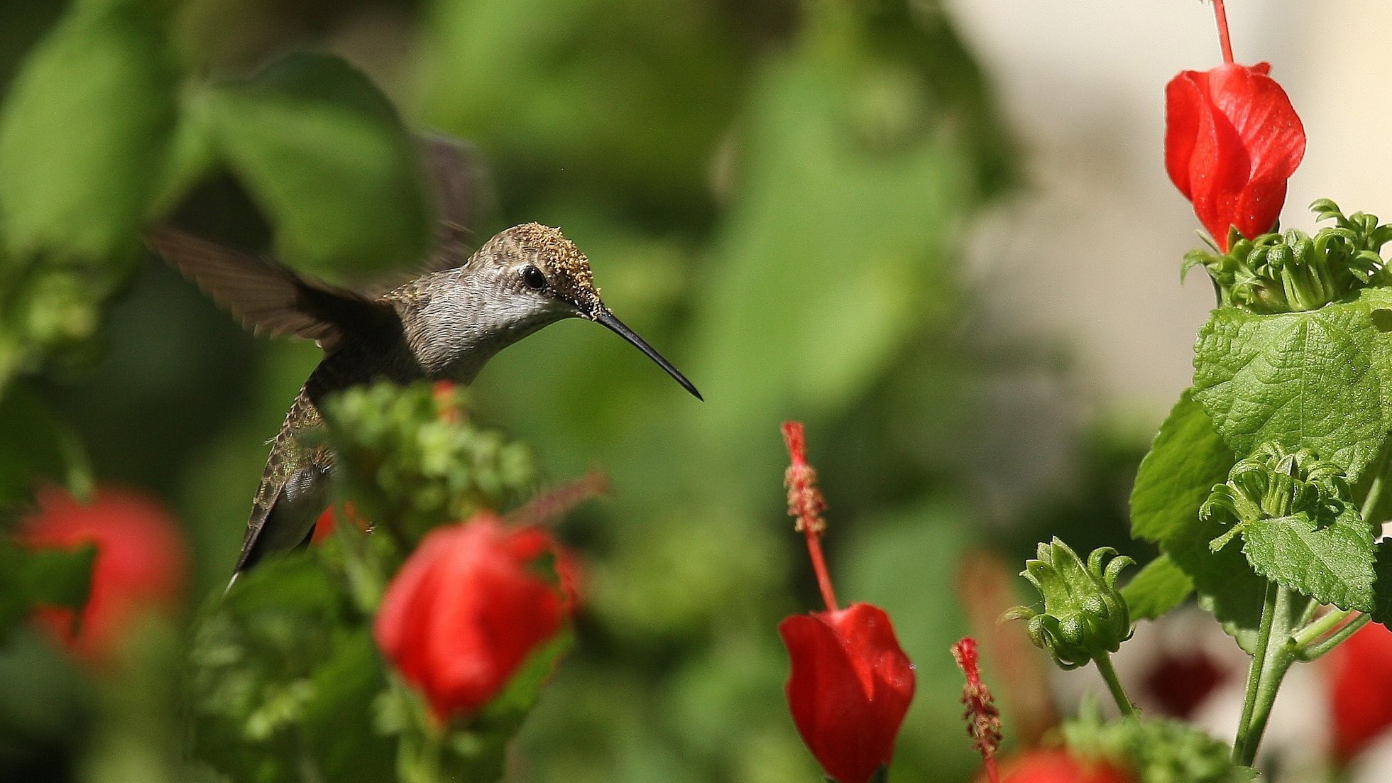 Turk's Cap black chinned hummingbird flying over turks cap flowers
