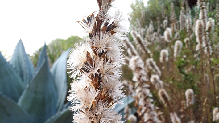 Gayfeather
