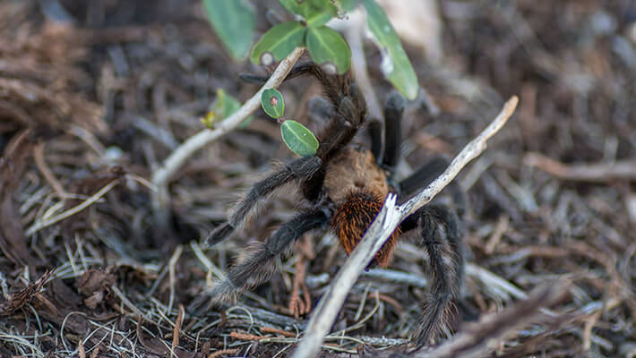 black widow