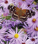 aster