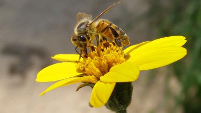 Honey Bee