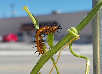 Gulf Fritillary