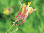 columbine