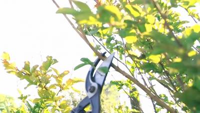 Pruning Tree