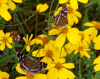 Copper Canyon Daisy