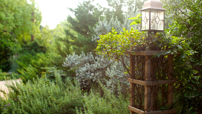 Evergreen Plants
