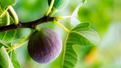 Fig Tree