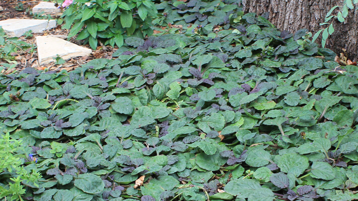 Carpet Bugleweed (Ajuga reptans)
