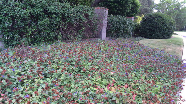 Leadwort
