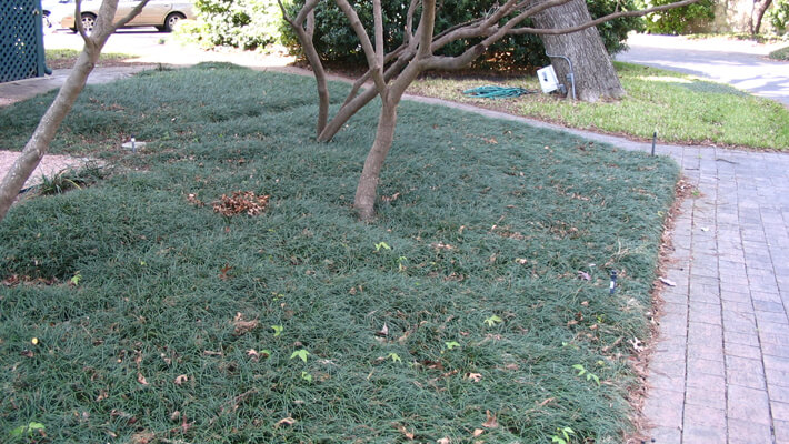 Monkey Grass