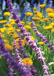 mex_salvia