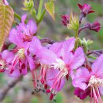 mexican plum