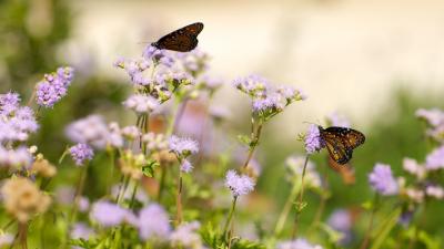 Blue Mistflower