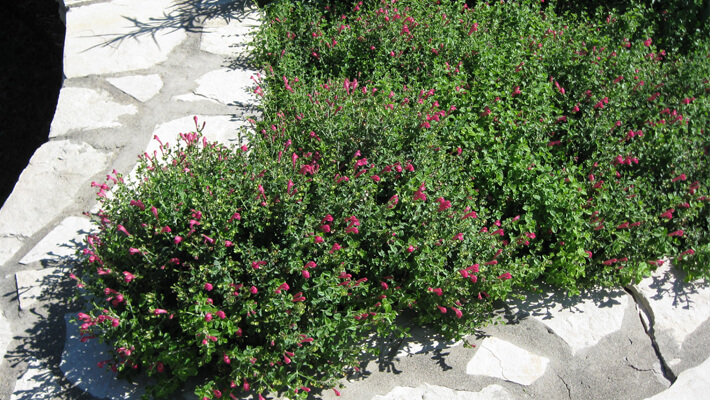 Pink Skullcap