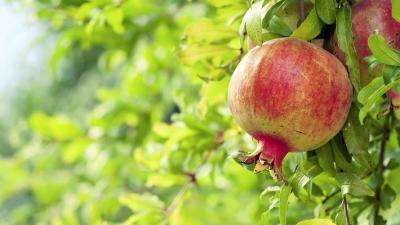 Pomegranate