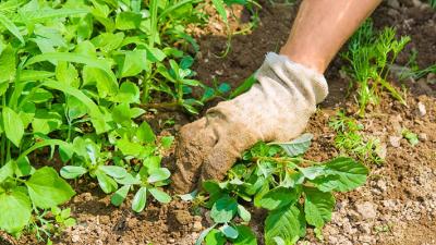 Pulling Weeds