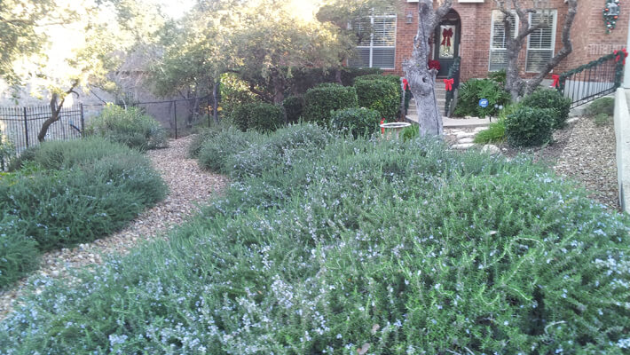 Rosemary