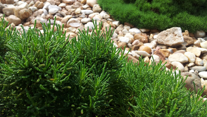 Green Santolina