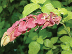 shrimp_plant