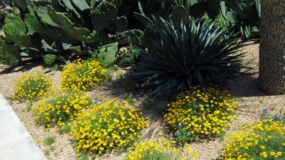 xeriscape