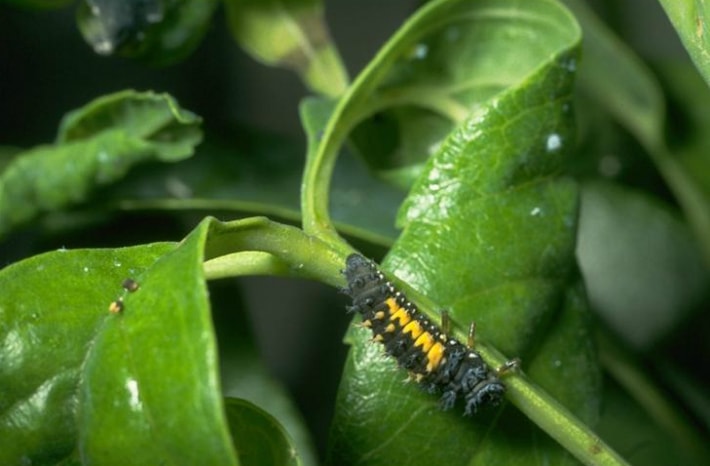 asian mc lady beetle larva drees