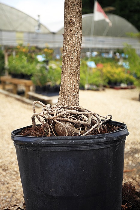 girdling roots side view, tangled around base of planter tree