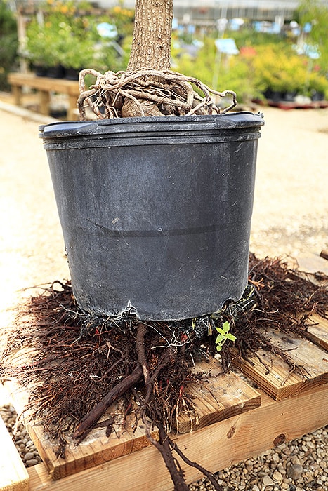 roots growing out from under planting container