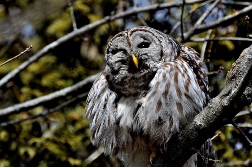 barred owl among branches