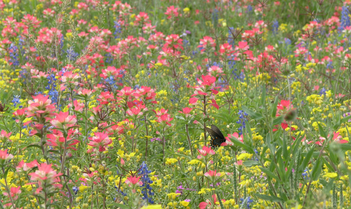 Black Swallowtail Butterfly
