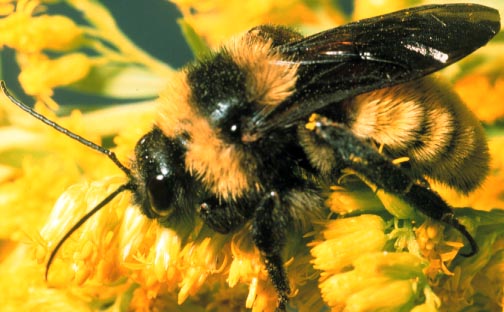 Bumblebee