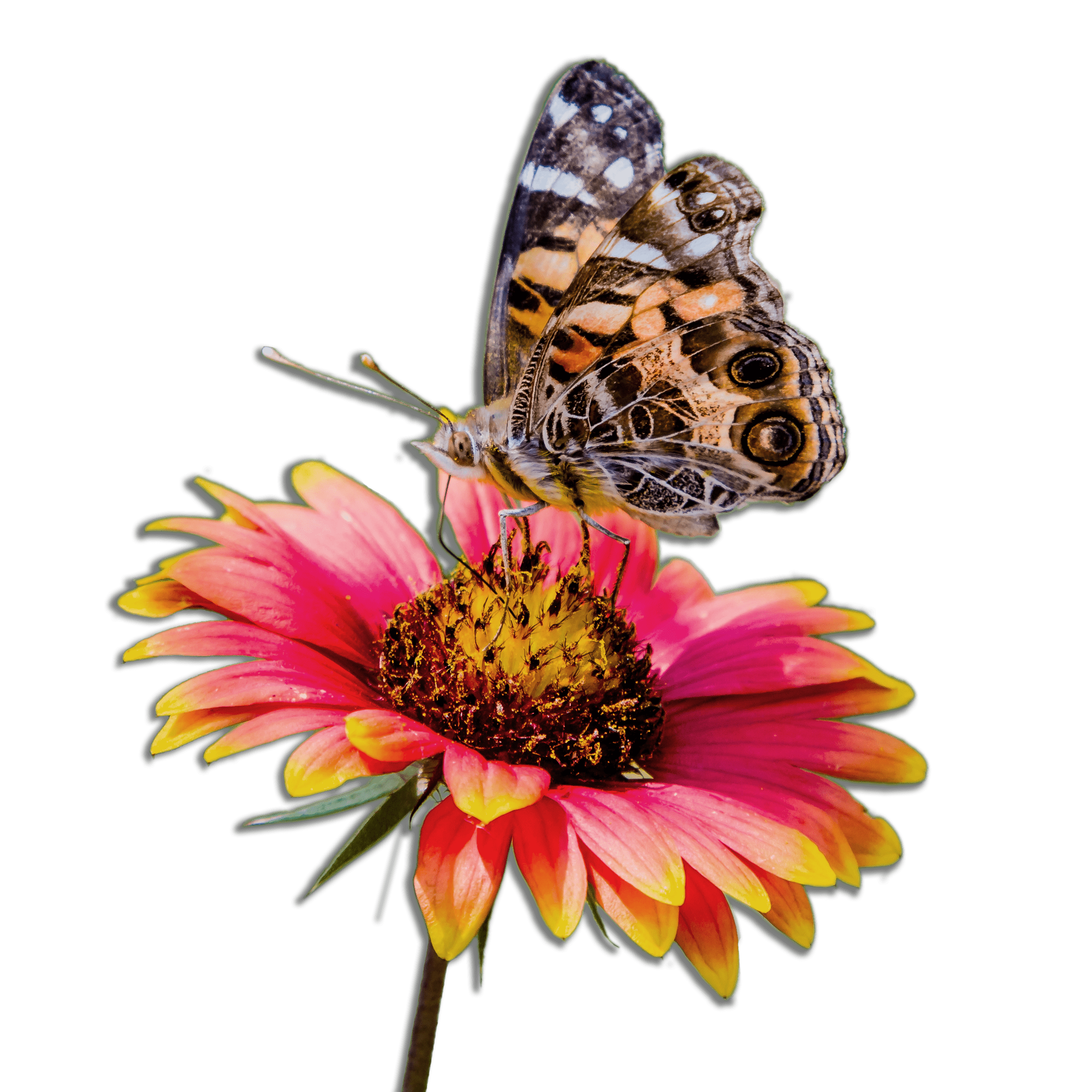 fuzzy mothlike butterfly on an indian blanket flower isolated | SAWS Garden Style Conservation Water Saver San Antonio Texas