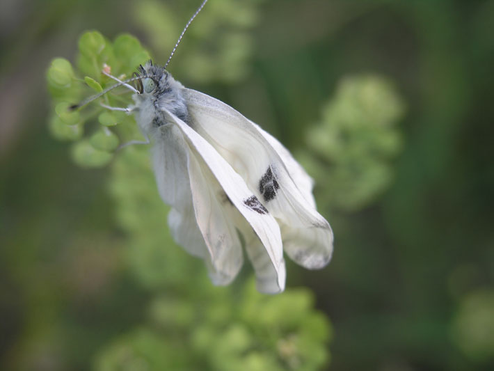 Spring is a time of new beginnings across the landscape. This cabbage white butterfly (Pieris rapae) has just emerged from its chrysalis and is resting on some common peppergrass (Lepidium virginicum) while its wings expand and harden. Within minutes, this beauty will be flitting from flower to flower and sampling the sweet nectar to be found.