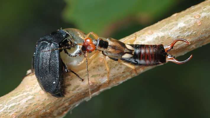 carrion beetle and earwig fighting each other