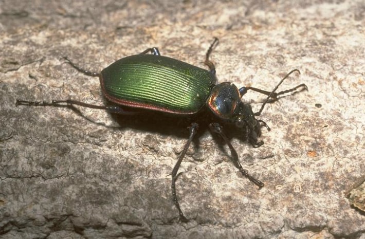 caterpillar hunter calosoma