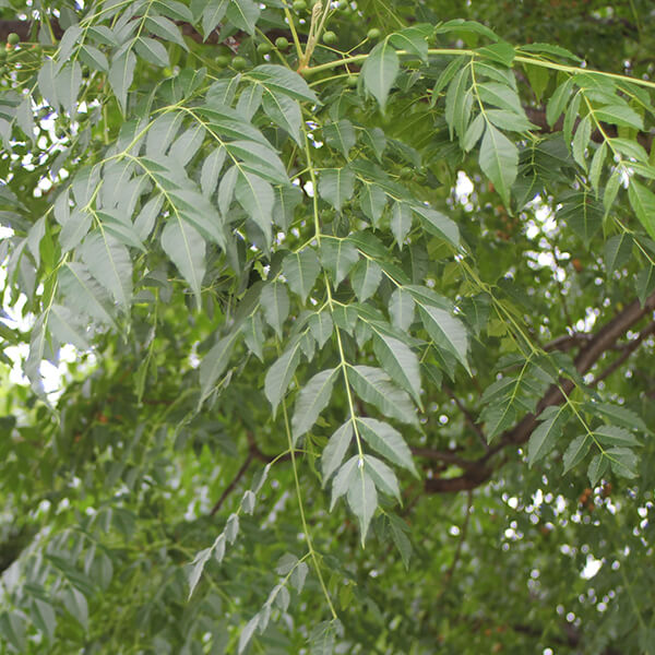 chinaberry-invasive-not-recommended