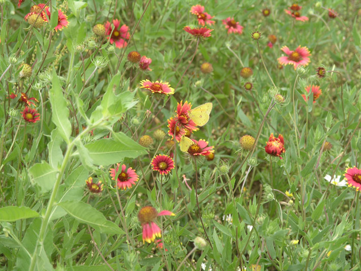 Springtime brings fields of beautiful bluebonnets and acres of deep red Indian blankets (Gallardia pulchella). Indian blankets provide nectar and pollen for a variety of insects, including bees, beetles, moths and butterflies. A year-round resident of South Texas is the clouded sulphur (Colias philodice) butterfly, a pair of which is observed feeding on nectar among the hues of red, green, yellow and white.