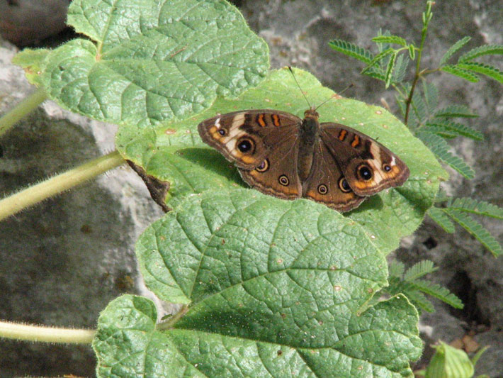 It's hard work flying from flower to flower for a meal. This common buckeye (Junonia coena) butterfly is taking a rest on a devil's claw (Proboscidea ludoviciana) leaf. Buckeye butterflies love the nectar from asters and sunflowers and lay their eggs on ruellia and snapdragons.