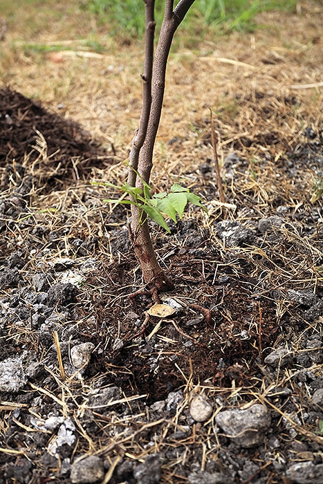 Don't Add Soil to Top of Rootball