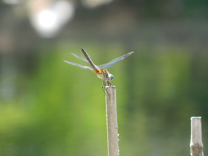 The spring season brings out blooms and bugs alike. You'll see gobs of zippy dragonflies swarming many ponds and lake edges. Dragonflies will not only eat mosquitos, but butterflies, moths and bees, too.