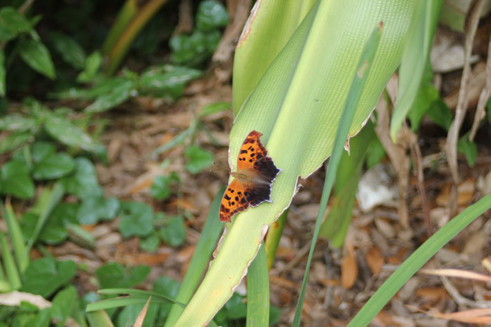 Not all butterflies seek out open spaces and fields full of flowers as their home range. Some species prefer the solace of a shady glen and quiet, tree-filled landscape. This beautiful eastern comma (Polygonia comma) butterfly is resting on a canna lily (Canna spp.) leaf in a shady corner of the landscape. You can find this beautiful butterfly where cedar elm (Ulmus crassifolia) trees grow.