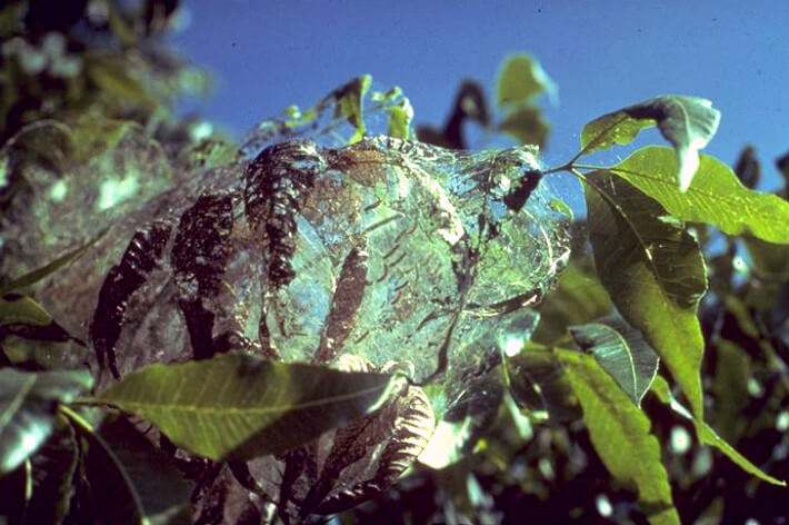 Fall Webworm