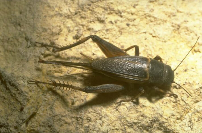 Field Cricket